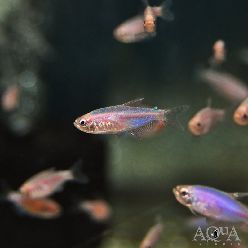 Gold Kerri Emperor Tetra (Inpaichthys kerri)
