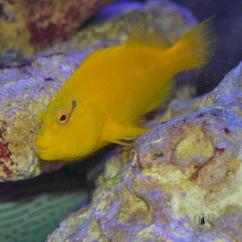 Golden Hawkfish (Paracirrhites xanthus)