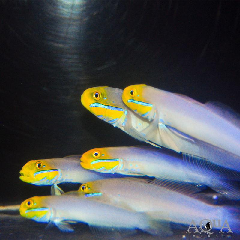 Golden Head Sleeper Goby (Valenciennea strigata)