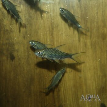 Golden Mahseer (Tor putitora)