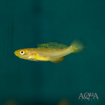 Golden Goby (Mugilogobius rexi)