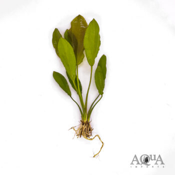 Golden Melon Sword Plant (Echinodorous osiris)