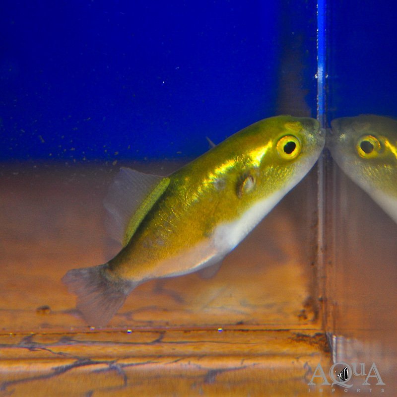 Avocado Puffer (Auriglobus modestus)