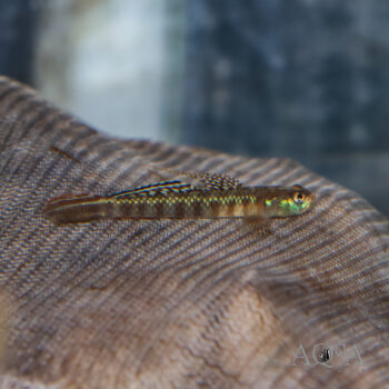 Golden Red Neon Stiphodon Goby (Stiphodon rutilaureus)