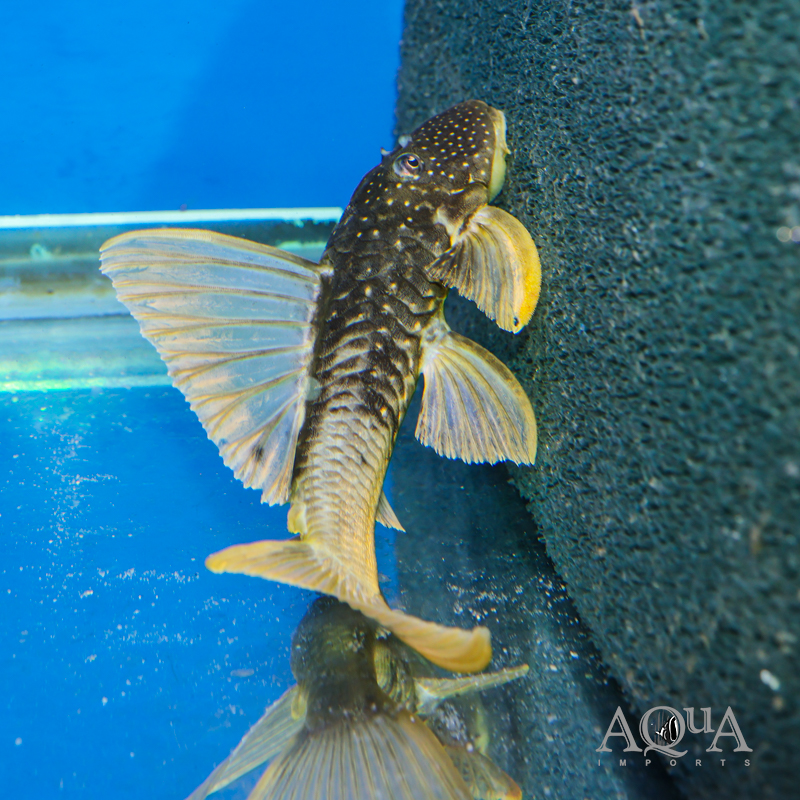 Golden Sailfin Pleco Phase 2 (Hypostomus luteus)