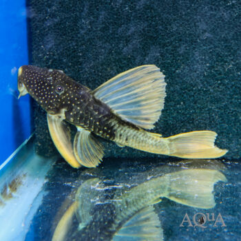 Golden Sailfin Pleco Phase 2 (Hypostomus luteus)