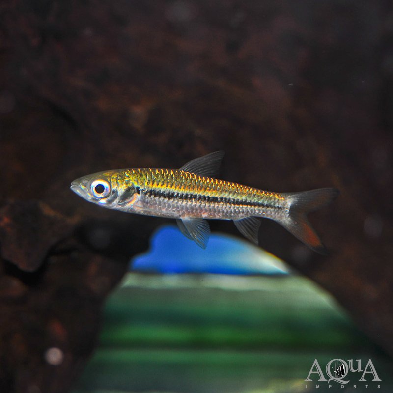 Golden Shark (Leptobarbus hoevenii)