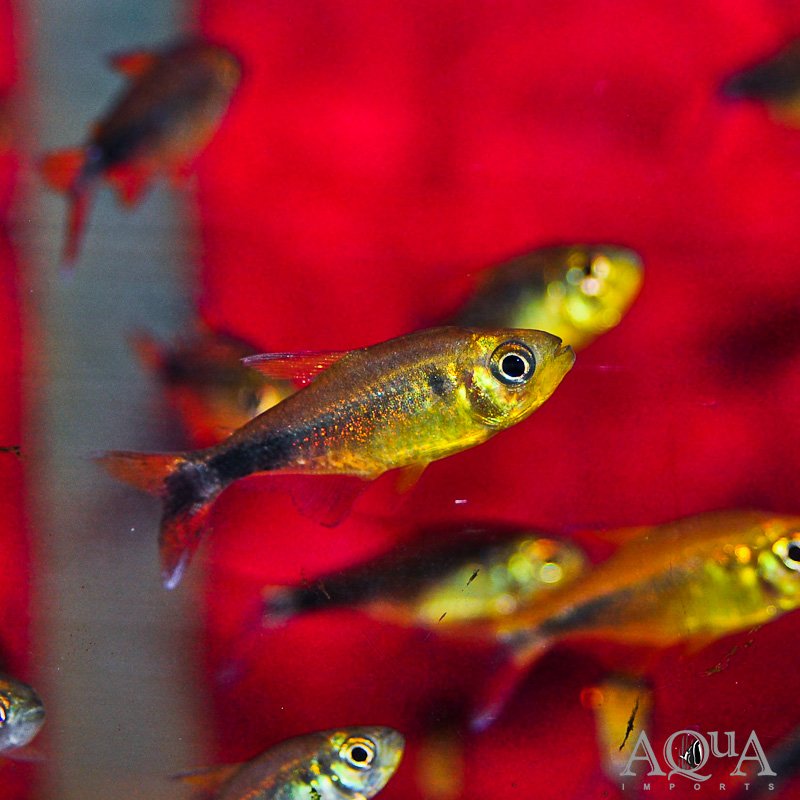 Golden Tetra (Hyphessobrycon moniliger)