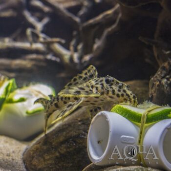 Golden Vampire Pleco (Leporacanthicus heterodon)