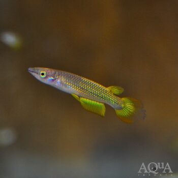 Golden Wonder Killifish (Aplocheilus lineatus)