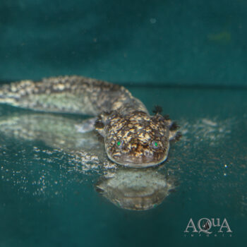 Gold Flake Melanoid Axolotl (Ambystoma mexicanum)