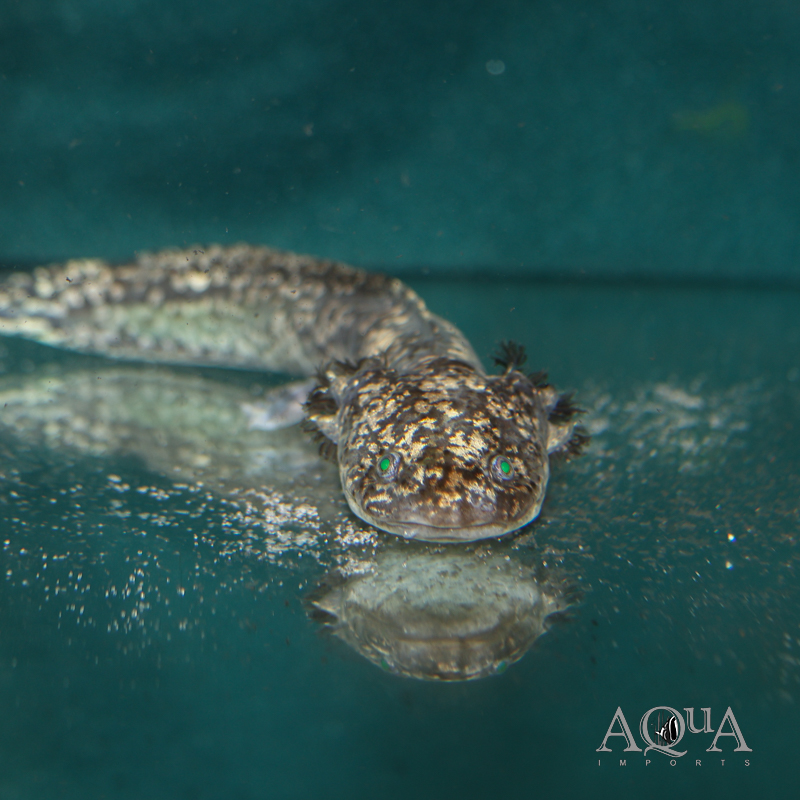 Gold Flake Melanoid Axolotl (Ambystoma mexicanum)