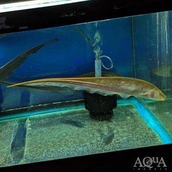 Goldline Knifefish (Sternopygus macrurus)