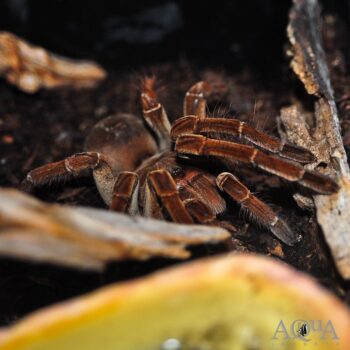 Goliath Birdeater Tarantula (Theraphosa blondi)