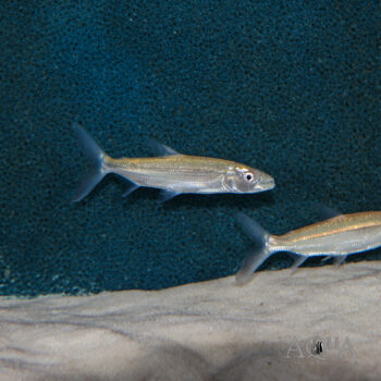 Goliath Tiger Fish (Hydrocynus goliath)