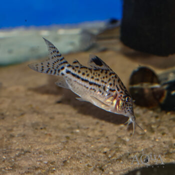 Gomez Cory (Brochis gomezi)