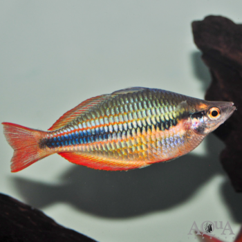 Goyder River Rainbow (Melanotaenia trifasciata)