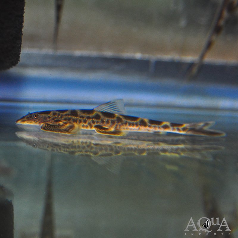 Gray's Stone Loach (Balitora brucei)