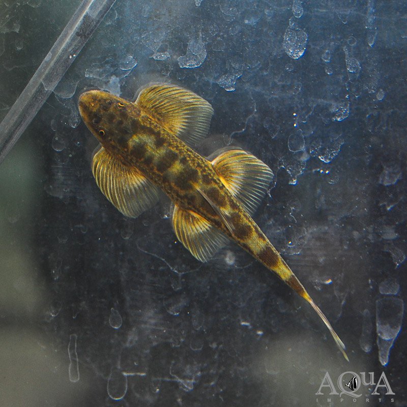 Gray's Stone Loach (Balitora brucei)