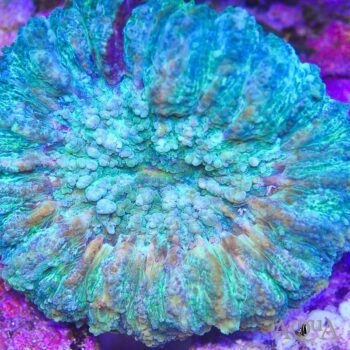 Green Button Coral (Acanthophyllia deshayesiana)