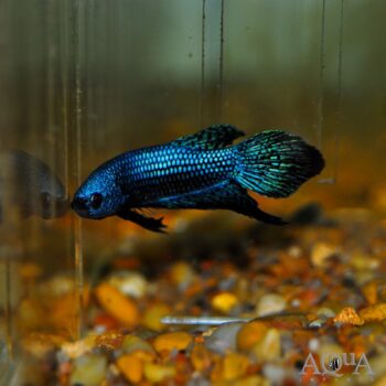 Green Alien Betta (Betta sp. hybrid)