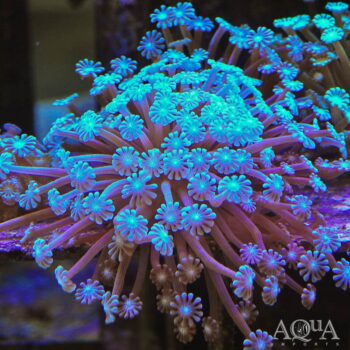 Green Alveopora Coral (Alveopora sp.)