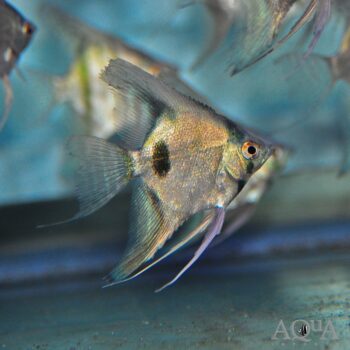 Green Avatar Angelfish (Pterophyllum scalare)