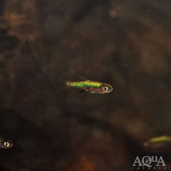 Green Axelrodi Rasbora (Sundadanio axelrodi)