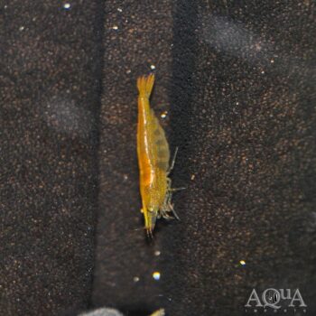 Green Babaulti Shrimp (Caridina babaulti ’green’)