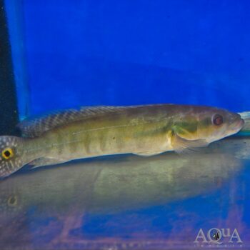 Green Banded Pike Cichlid (Lugubria cincta)