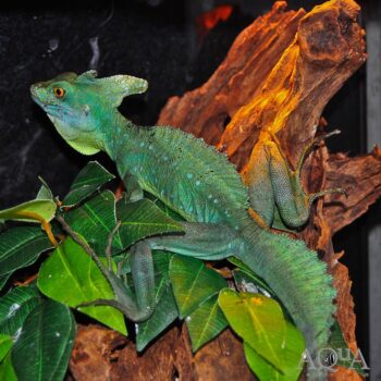Green Basilisk Lizard (Basiliscus plumifrons)