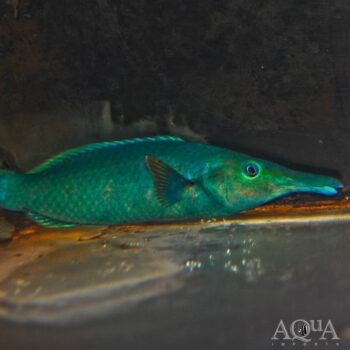 Green Bird Wrasse (Gomphosus varius)