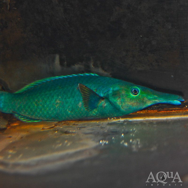 Green Bird Wrasse (Gomphosus varius)