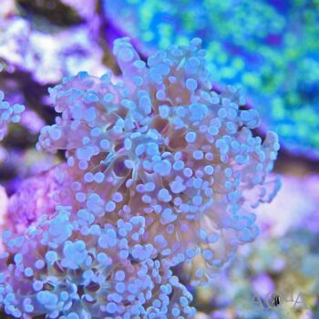 Green Branching Frogspawn Coral (Euphyllia sp.)