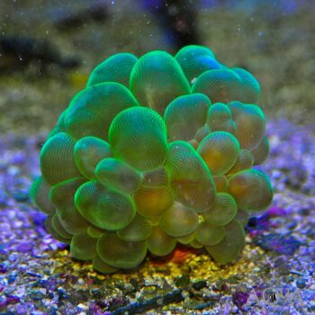 Green Bubble Coral (Plerogyra simplex)
