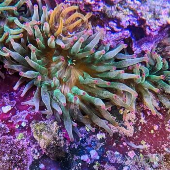 Green Bubble Tip Anemone (Entacmaea quadricolor)