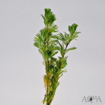 Green Cabomba (Cabomba caroliniana)