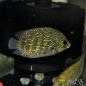Green Chromide (Etroplus suratensis)