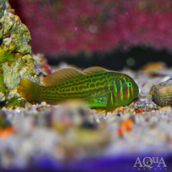 Green Clown Goby (Gobiodon histrio)