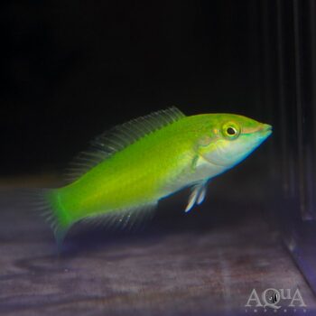Green Coris Wrasse (Halichoeres chloropterus)