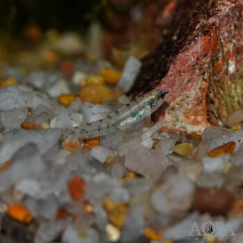 Green Darter Characin (Characidium sp. 'green')