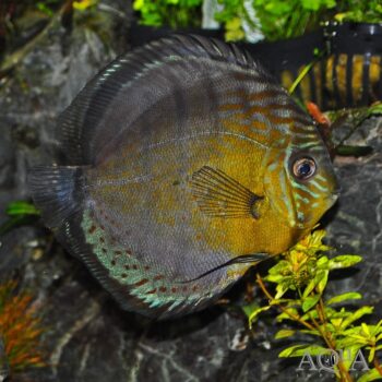 Green Discus - Wild Rio Calderon (Symphisidon aequifasciatus)