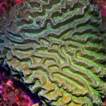 Green Maze Brain Coral (Platygra sp.)
