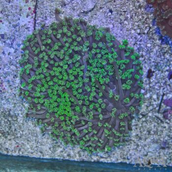 Green Flowerpot Coral (Goniopora sp.)