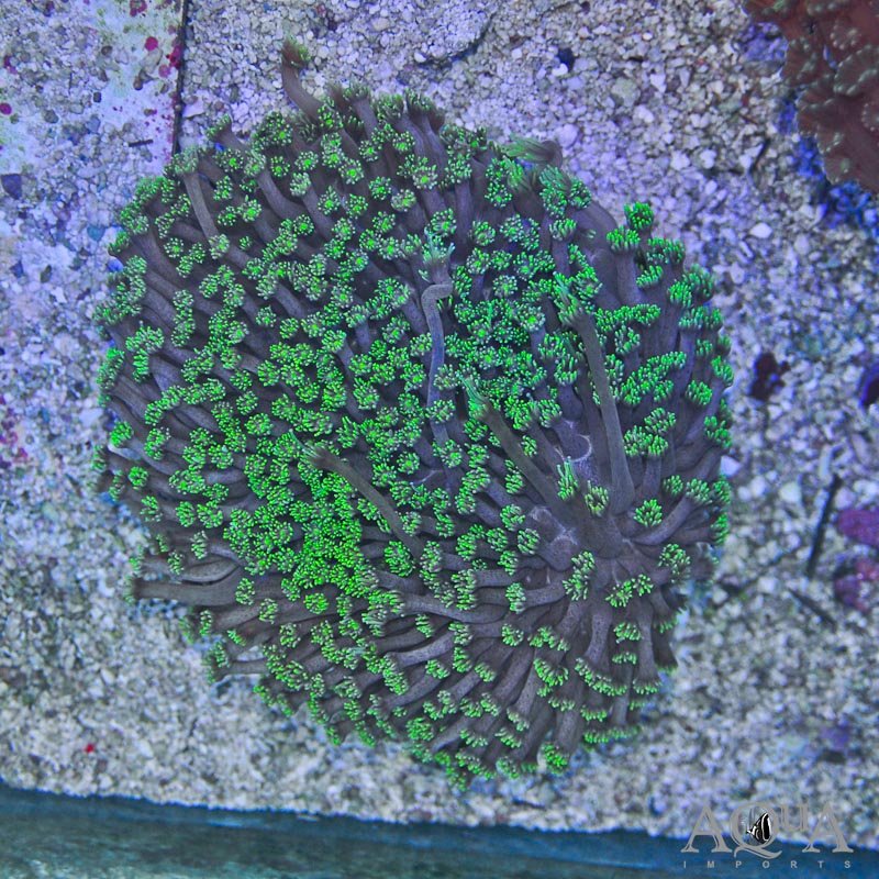 Green Flowerpot Coral (Goniopora sp.)
