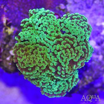 Green Branching Hammer Coral (Euphyllia ancora)