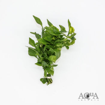 Green Hedge (Alternanthera ficoidea)