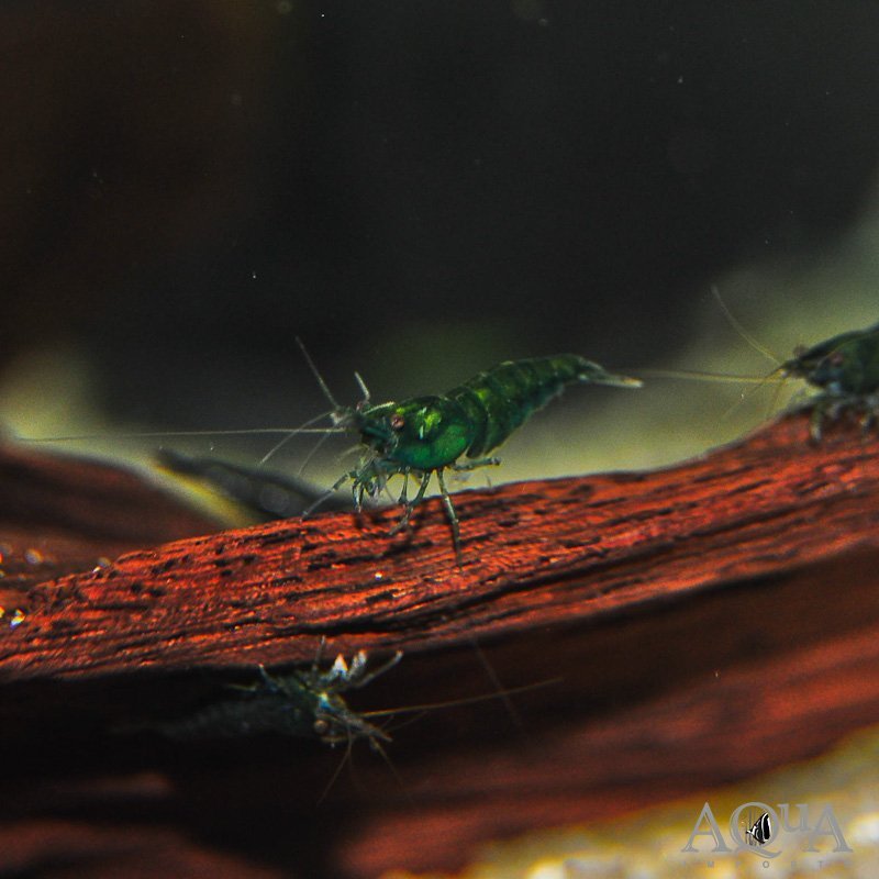 Green Jade Shrimp - Taiwan Bred (Neocaridina davidi)