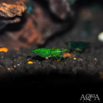 Green Jade Shrimp - Taiwan Bred (Neocaridina davidi)