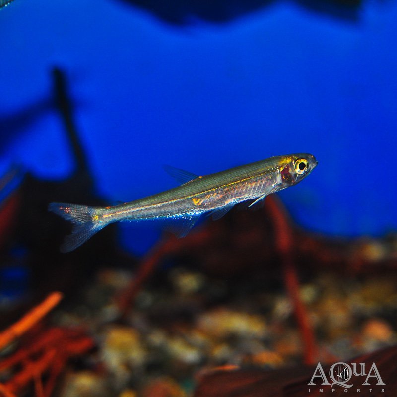 Green Line Lizard Tetra (Iguanodectes spilurus)